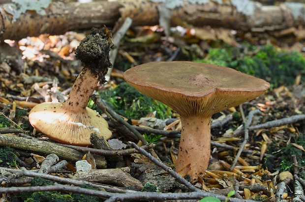 rýdzik Lactarius sp.