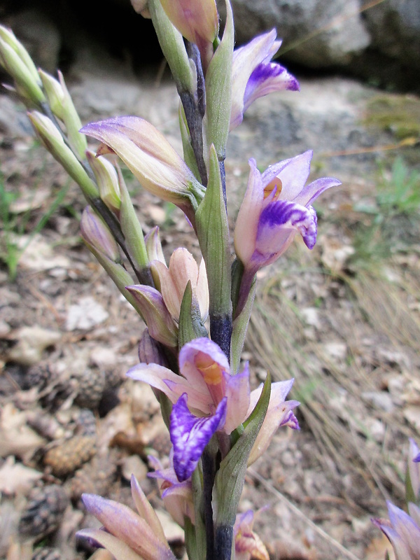 modruška pošvatá Limodorum abortivum (L.) Sw.