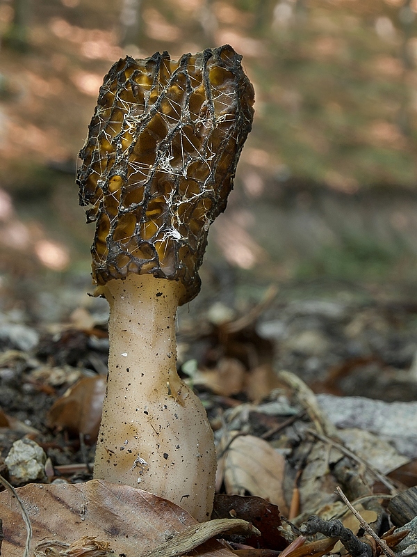 smrčok kužeľovitý Morchella conica Pers.