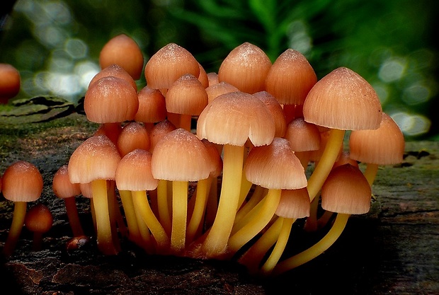 prilbička žltohlúbiková Mycena renati Quél.