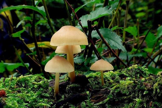 prilbička Mycena sp.