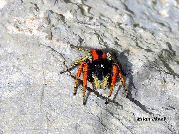 skákavka červenopása   Philaeus chrysops