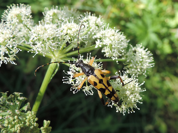 fuzáč škvrnitý / tesařík skvrnitý Rutpela (Leptura) maculata Poda, 1761