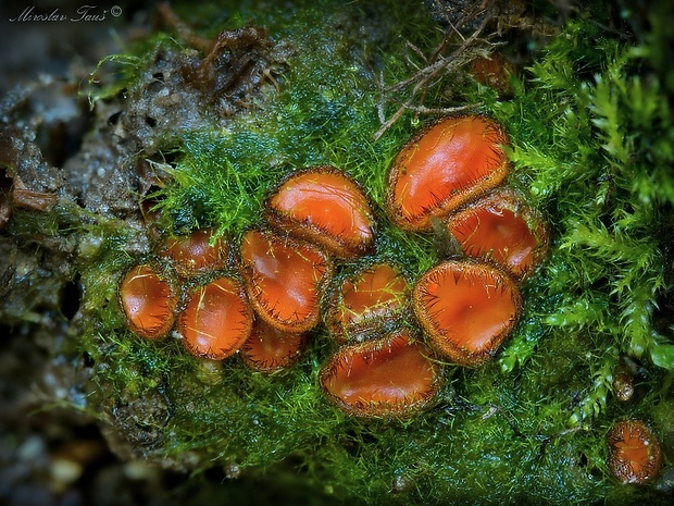 štítovnička Scutellinia sp.