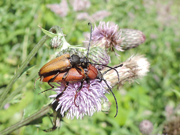 fuzáč obyčajný / tesařík obecný Stictoleptura rubra Linnaeus, 1758