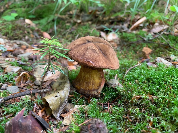 hríb zrnitohlúbikový Sutorius luridiformis (Rostk.) G. Wu & Zhu L. Yang