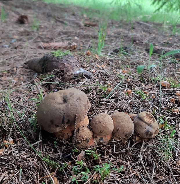 hríb zrnitohlúbikový Sutorius luridiformis (Rostk.) G. Wu & Zhu L. Yang