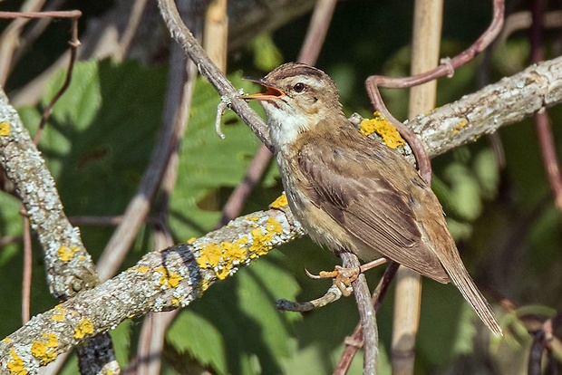 trsteniarik pásikový   Acrocephalus schoenobaenus