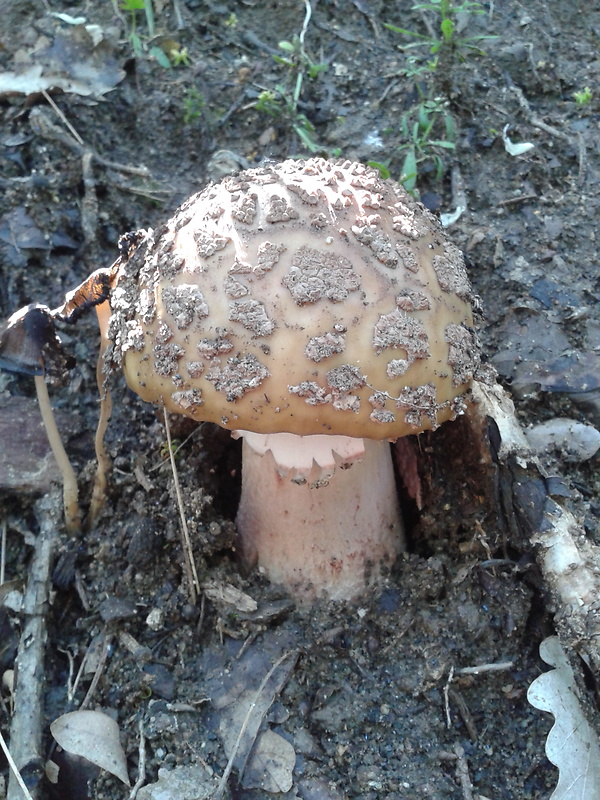 muchotrávka červenkastá Amanita rubescens Pers.