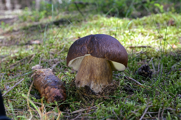 hríb smrekový Boletus edulis Bull.