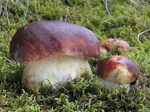 hríb sosnový Boletus pinophilus Pil. et Dermek in Pil.