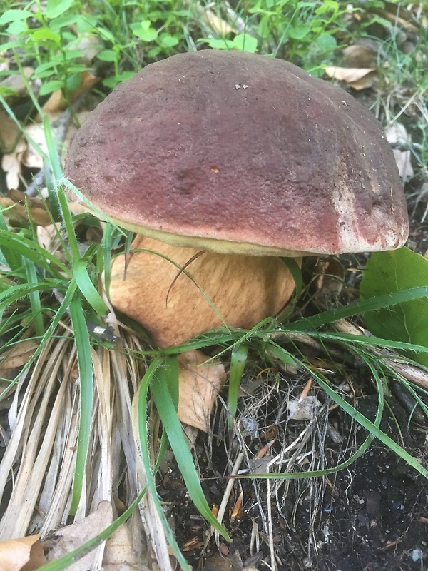 hríb sosnový Boletus pinophilus Pil. et Dermek in Pil.