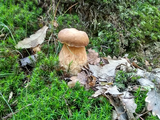 hríb dubový Boletus reticulatus Schaeff.