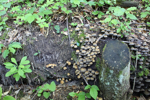 hnojník Coprinellus sp.