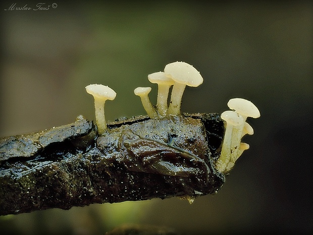 vodnička obyčajná Cudoniella clavus (Alb. & Schwein.) Dennis