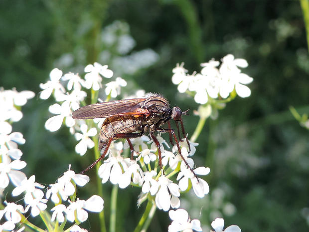 krúživka obyčajná / kroužilka běžná ♀ Empis (Euempis) tessellata