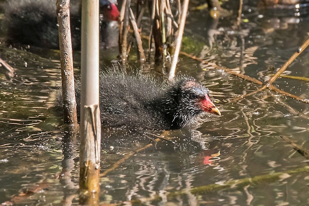 sliepočka vodná   Gallinula chloropus