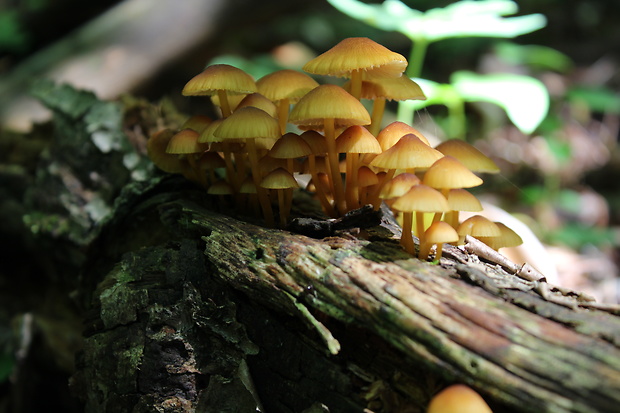 prilbička žltohlúbiková Mycena renati Quél.