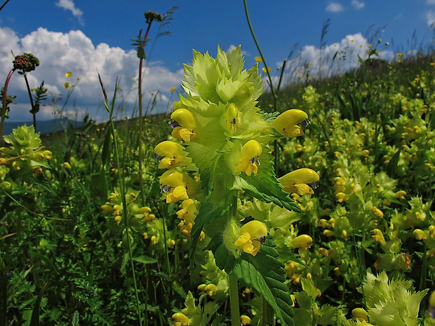 štrkáč kohútikový Rhinanthus alectorolophus Pollich