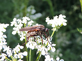 krúživka obyčajná / kroužilka běžná ♀