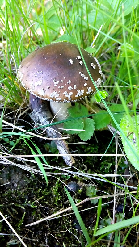 muchotrávka hrubá Amanita excelsa (Fr.) Bertill.