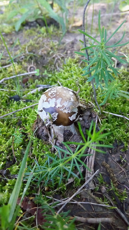 muchotrávka hrubá Amanita excelsa (Fr.) Bertill.