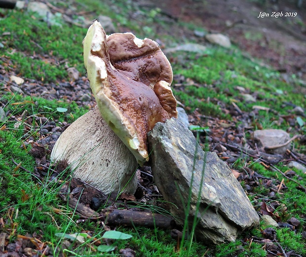 hríb smrekový Boletus edulis Bull.