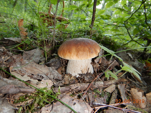 hríb smrekový Boletus edulis Bull.