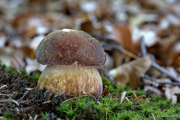 hríb sosnový Boletus pinophilus Pil. et Dermek in Pil.