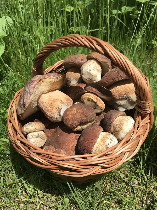 hríb sosnový Boletus pinophilus Pil. et Dermek in Pil.