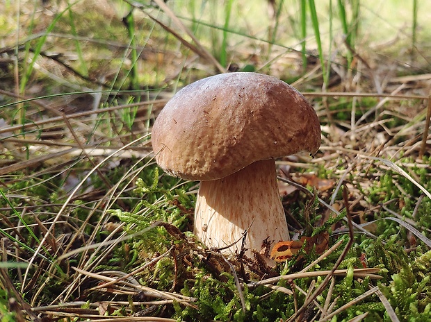 hríb dubový Boletus reticulatus Schaeff.