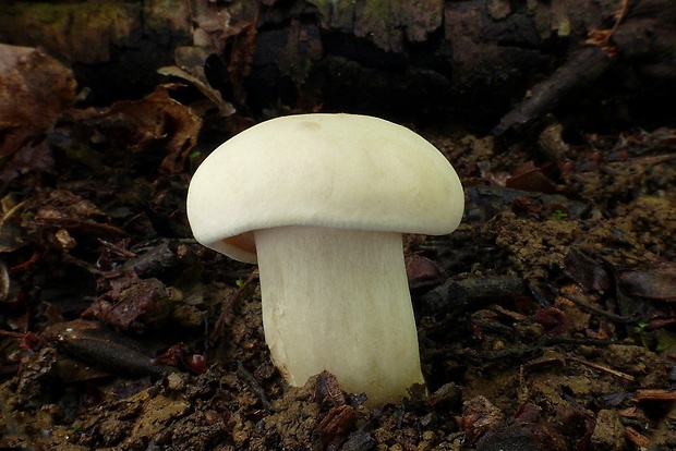 čírovnica májová Calocybe gambosa (Fr.) Donk