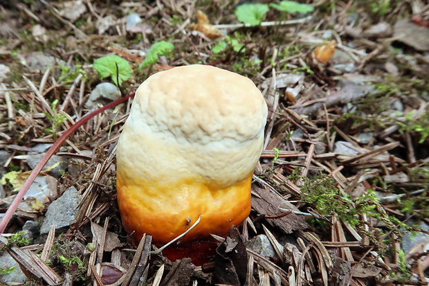 lesklokôrovka obyčajná Ganoderma lucidum (Curtis) P. Karst.