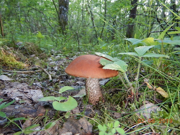 kozák dubový Leccinum aurantiacum (Bull.) Gray