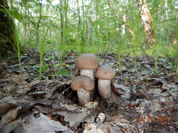 kozák topoľový Leccinum duriusculum (Schulzer ex Kalchbr.) Singer