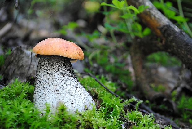 kozák žltooranžový Leccinum versipelle (Fr. & Hök) Snell