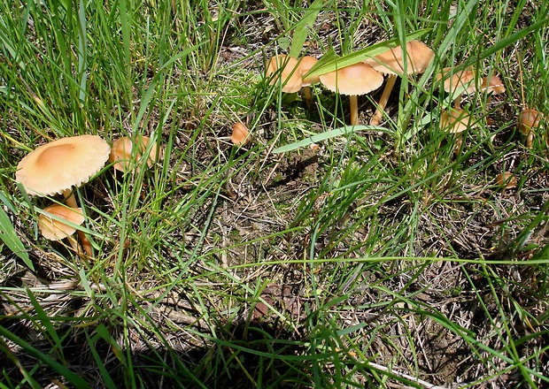 tanečnica poľná Marasmius oreades (Bolton) Fr.