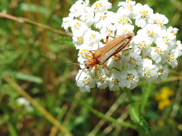 stehnáč / stehenáč nahnědlý ♀ Oedemera podagrariae Linnaeus, 1767