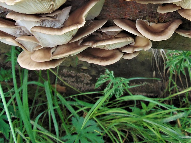 hliva buková Pleurotus pulmonarius (Fr.) Quél.