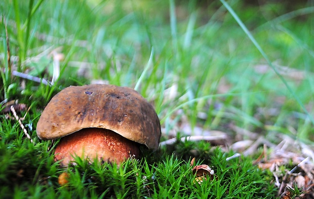 hríb zrnitohlúbikový Sutorius luridiformis (Rostk.) G. Wu & Zhu L. Yang