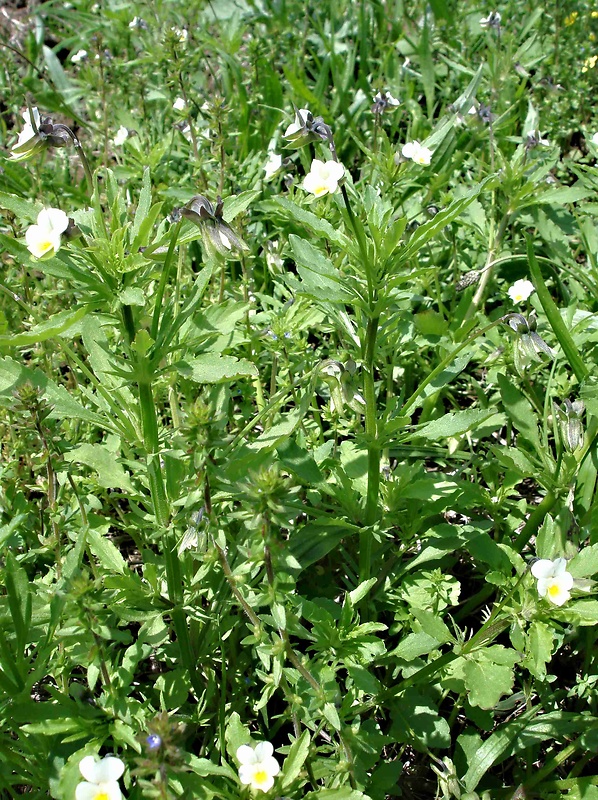 fialka roľná Viola arvensis Murray