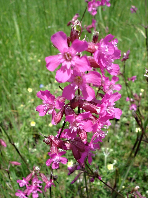 smolnička obyčajná Viscaria vulgaris