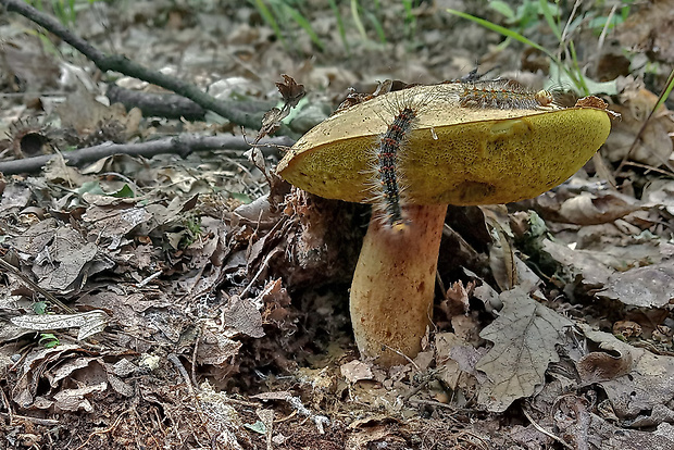 suchohríb plstnatý Xerocomus subtomentosus L.