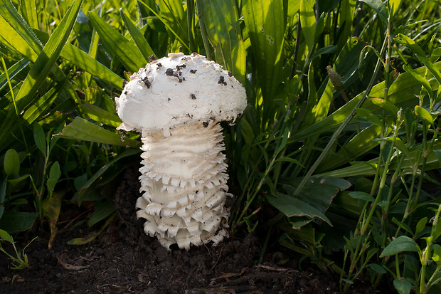 muchotrávka Vittadiniho Amanita vittadinii (Moretti) Vittad.