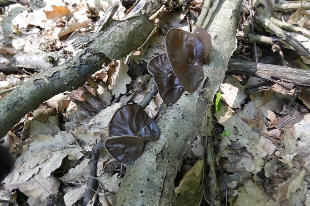 uchovec bazový Auricularia auricula-judae (Bull.) Quél.