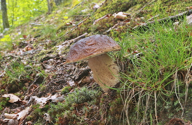 hríb smrekový Boletus edulis Bull.