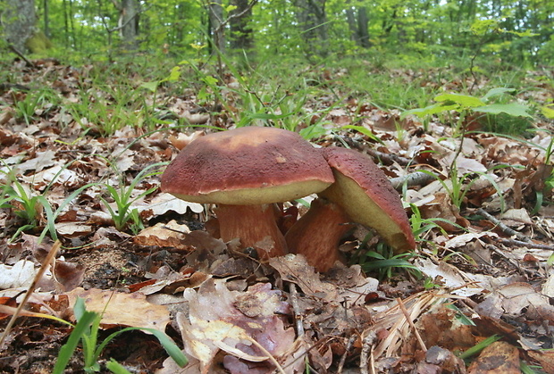 hríb sosnový Boletus pinophilus Pil. et Dermek in Pil.