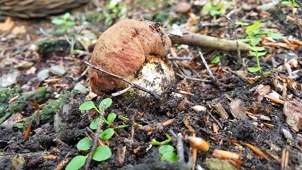 hríb sosnový Boletus pinophilus Pil. et Dermek in Pil.