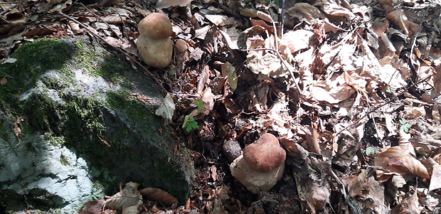 hríb dubový Boletus reticulatus Schaeff.