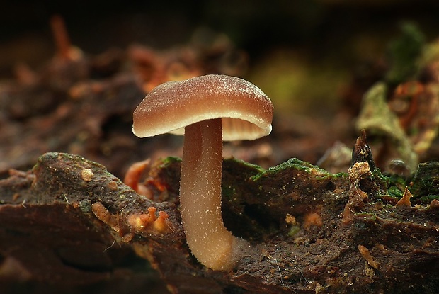 špička smradľavá Gymnopus foetidus (Sowerby) J.L. Mata & R.H. Petersen